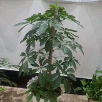 گلهای آپارتمانی|گل و گیاه طبیعی|کنگاور, |دیوار