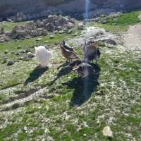 بوقلمون ماده