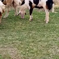 بره قوچ پلنگی خال سیاه و پوست گاوی|حیوانات مزرعه|بروجرد, |دیوار