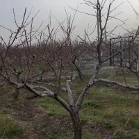 هرس درختان|خدمات باغبانی و درختکاری|خرم‌آباد, |دیوار