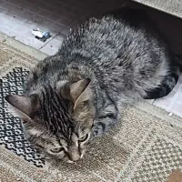 فروش گربه خانگی