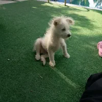 سگ نژاد تریر