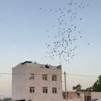 حدود۵۰۰ طوق کبوتر پرشی بصورت گنجه بر