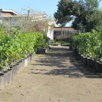 فروش انواع نهال پیوندی آووکادو در متل قو