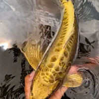 فروش استثنایی ماهی کوی