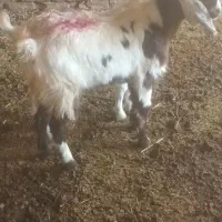 میش بز بزغاله|حیوانات مزرعه|تربت‌حیدریه, کوی شهید احمدزاده ملکی|دیوار