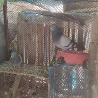 کبوتر سبز