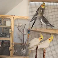 سه جفت عروس هلندی کار داده همراه با قفس بزرگ