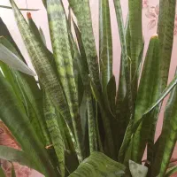 گل طبیعی|گل و گیاه طبیعی|شاهین دژ, |دیوار