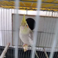 فروش یک جفت عروس هلندی و یه عروس نر بالغ مست|پرنده|دره شهر, |دیوار