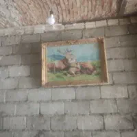 لوبیا چیتی سراب