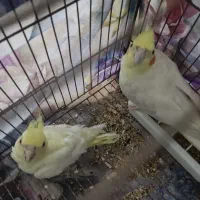 فروش سه عدد عروس هلندی|پرنده|رشت, دخانیات|دیوار