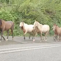 اسب|اسب و تجهیزات اسبسواری|رامسر, |دیوار