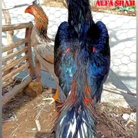 جوجه خروس لاری اوشامو