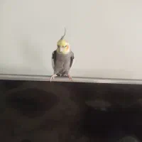 عروس هلندی نر سخنگو دستی