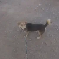 سگ خارجی پا کوتاه|سگ|ماهان, |دیوار