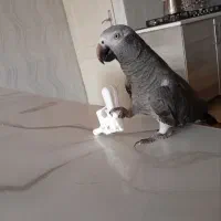 کاسکو دم شکلاتی باهوش
