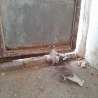 کبوتر المان