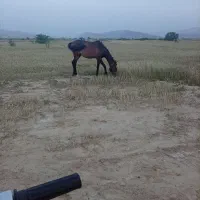 کره اسب دوسال