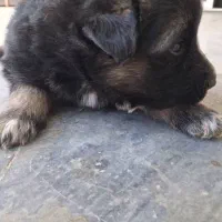 توله سگ ژرمن