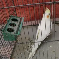 عروس هلندی ماده لوتینو