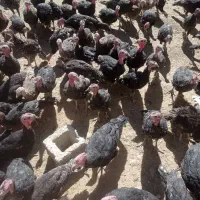 فروش بوقلمون برنزاصلی 4ماهه