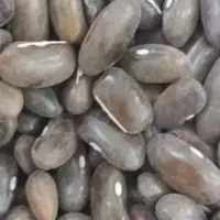 لوبیا سبز بذری