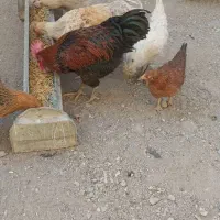 مرغ وخروس ودوتک و جوجه ۲ماه مناسب|حیوانات مزرعه|نجف‌آباد, شهرک صنعتی نجف آباد|دیوار