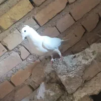 کبوتر کفتر|پرنده|مرودشت, مجد آباد|دیوار