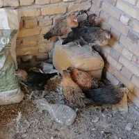 کاسرک 4.5 ماهه|حیوانات مزرعه|کشکوئیه, |دیوار