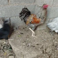 خروس|حیوانات مزرعه|ریگ, |دیوار