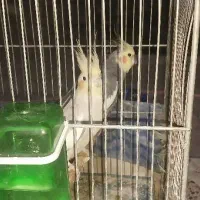 عروس هلندی مولد جفت ۳ونیم