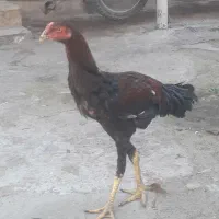خروس لاری اصل افغانی