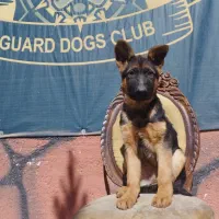 ژرمن شپهرد (شیانلو آلمانی ) family dog|سگ|تهران, دانشگاه شریف|دیوار