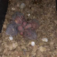 گرینچیک با جوجه