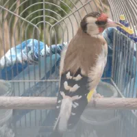 ماده سهره دو ساله