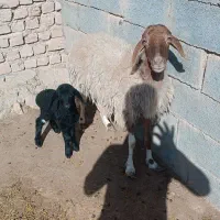 میش|حیوانات مزرعه|زیرکوه, |دیوار