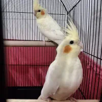 عروس هلندی جفت  سخنگو