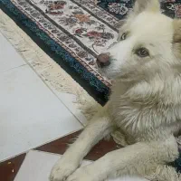 هاسکی سامویید چشم دورنگ