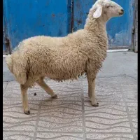 فروش فوری|حیوانات مزرعه|کوهسار (البرز), |دیوار