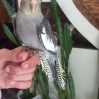 جوجه عروس هلندی