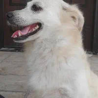 سگ پامر