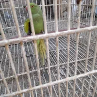 طوطی فروشی
