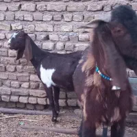 فروش،معاوضه10راس بزپاکستانی،درشت،سنگین وزن،3قلوزا|حیوانات مزرعه|فریمان, |دیوار