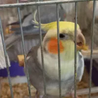 عروس هلندی نر و ماده