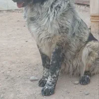 توله لاس گله ای