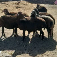 ۶عددگوسفند جوان