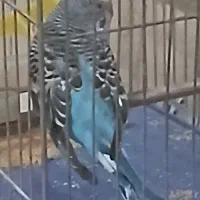 مرغ عشق