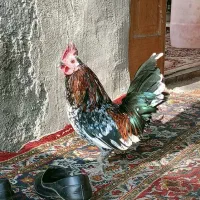 خروس مینیاتوری