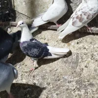 کبوتر شهرستانی. پرشی